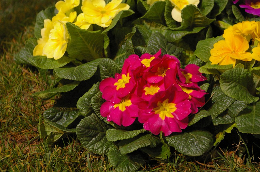 macro fleurs: macro fleurs 007